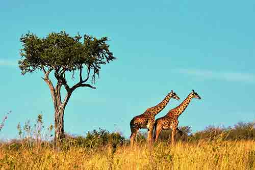 Serengeti